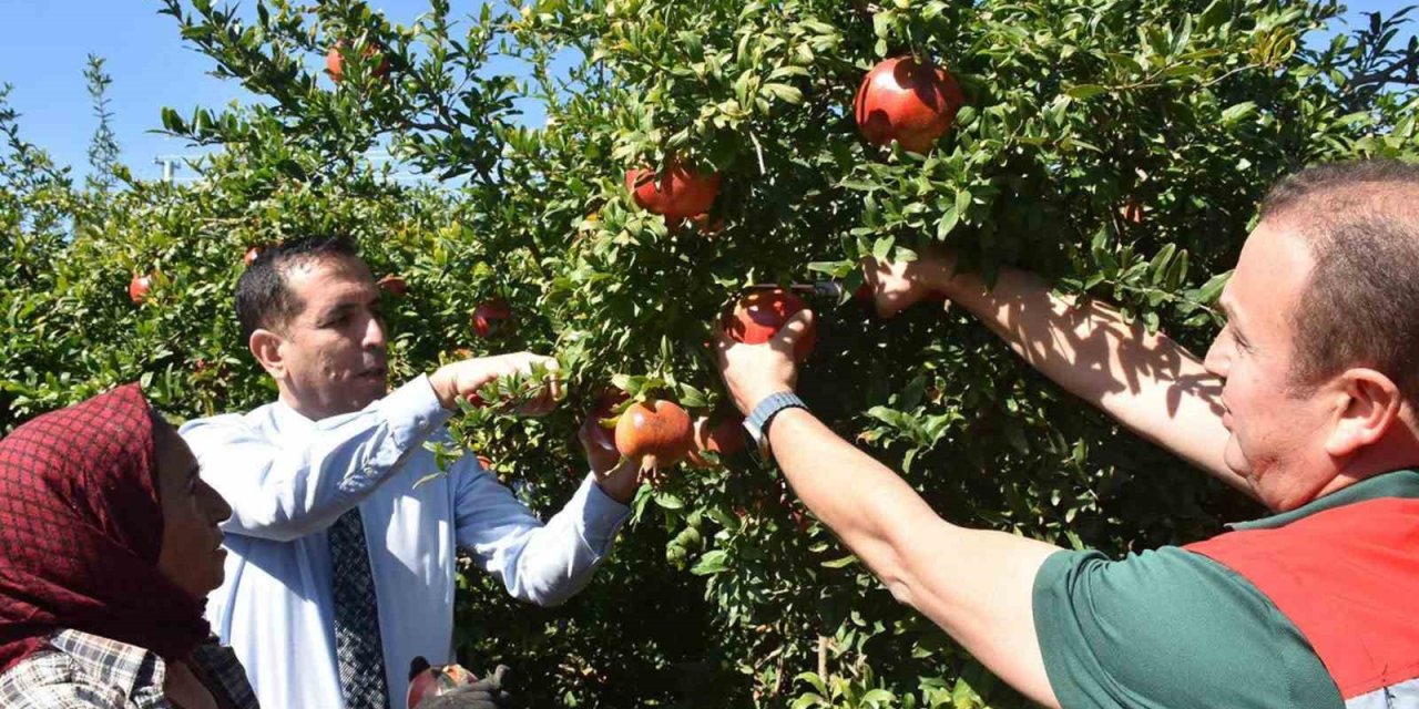 Ortaca’da Nar hasadı
