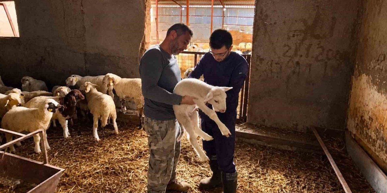 Küçükbaş hayvanlara yönelik aşılama çalışmaları sürüyor