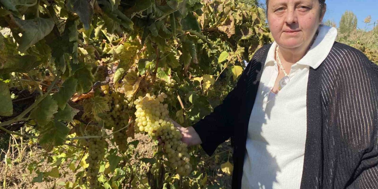 Manisa’nın iki üzümünün genetik şifresi çözüldü