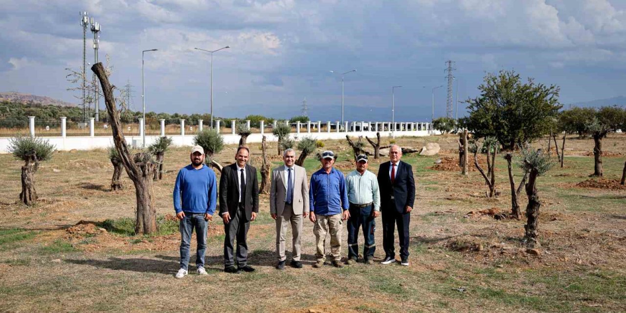 Nysa Antik Kenti’nden taşınan tarihi zeytin ağaçları ADÜ’de yaşatılacak