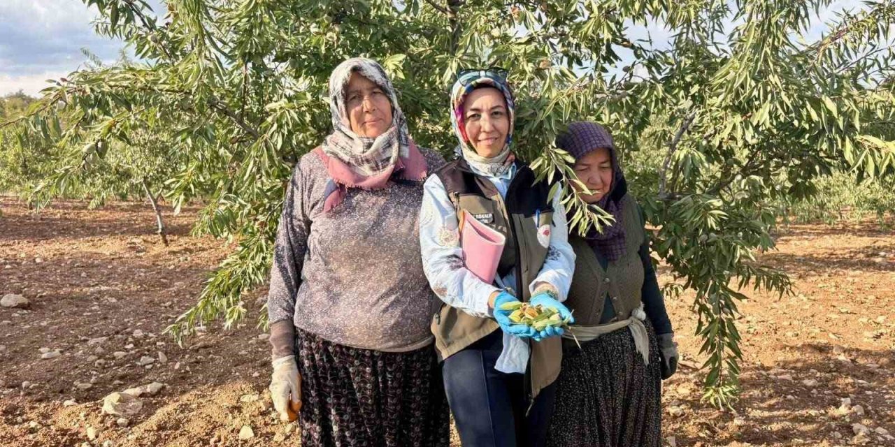 Meyve bahçelerinde ürün verimliliği için kontroller sürüyor