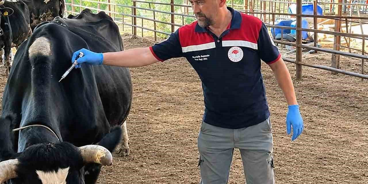 Ortaca’da Şap ve Brucella aşılama çalışması devam ediyor