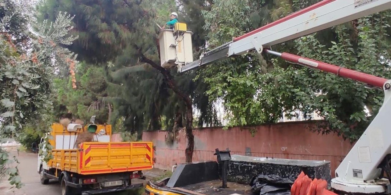 Efeler’de ağaç budama çalışmaları sürüyor