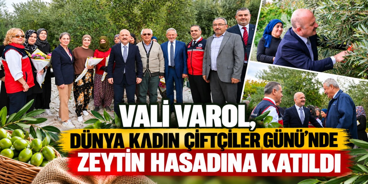 Vali Varol, Dünya Kadın Çiftçiler Günü’nde zeytin hasadına katıldı