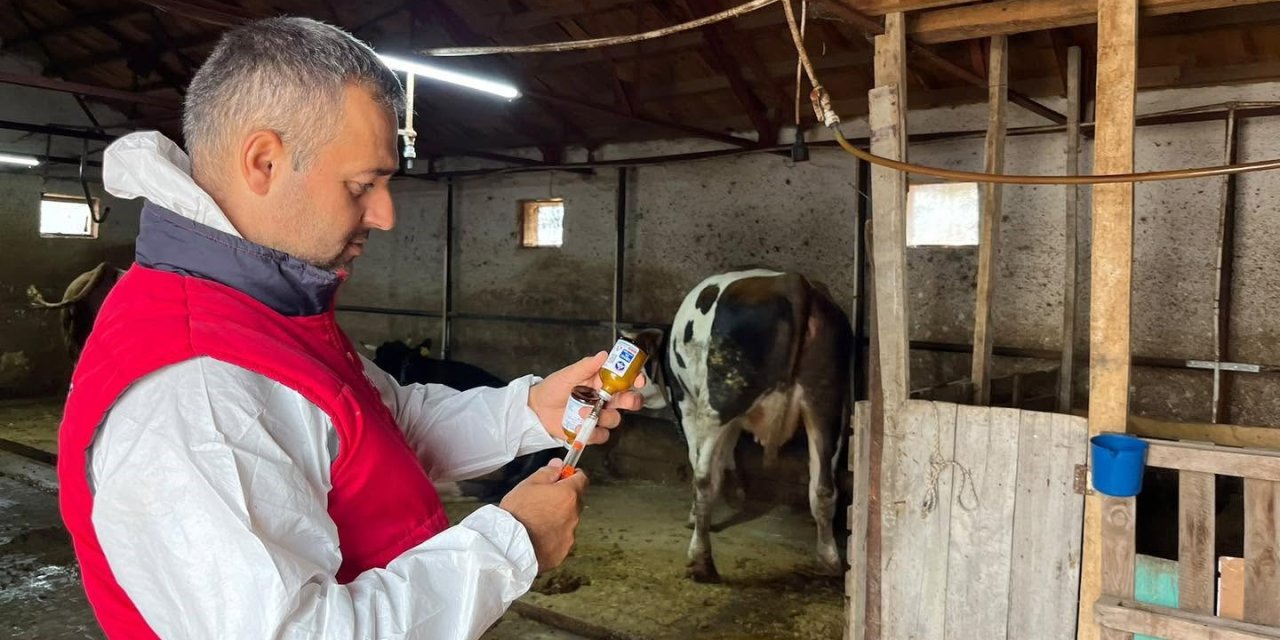 İhsaniye’de şapla mücadele sürüyor