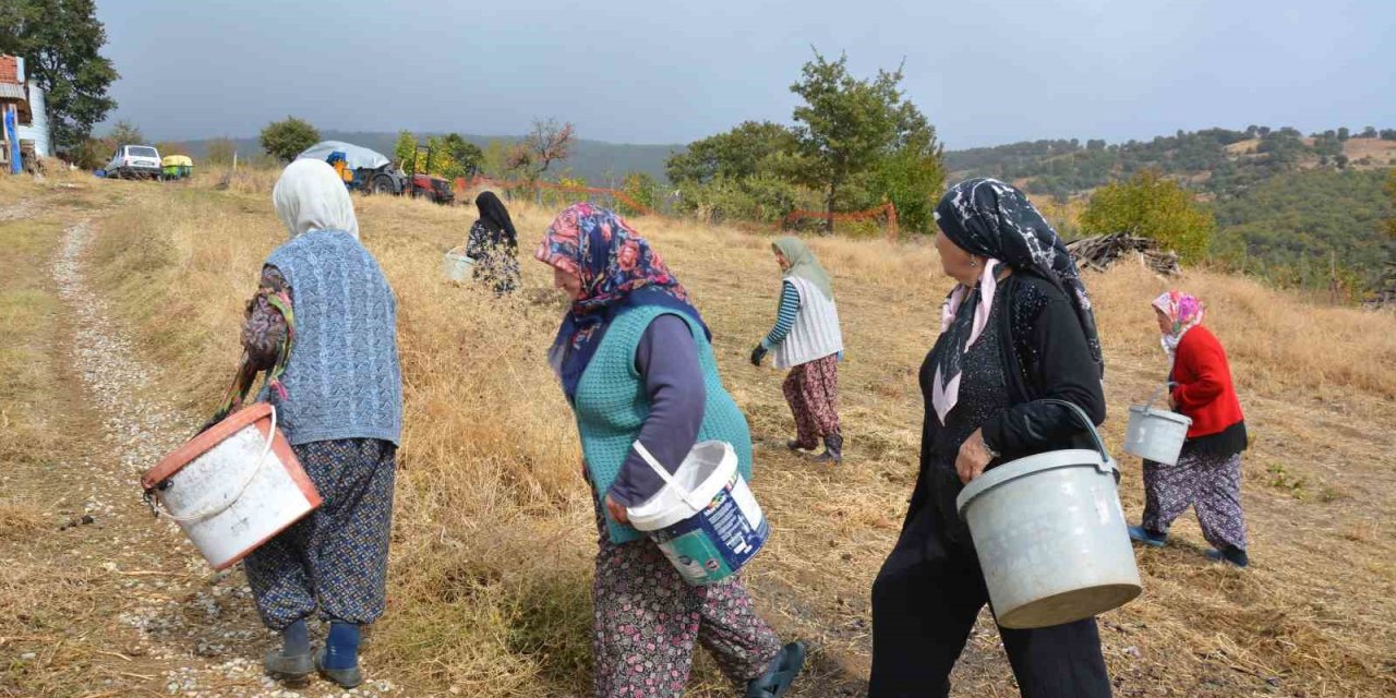 Manisa’da dağlardan toplayıp ilaç ve kozmetik devlerine satıyorlar