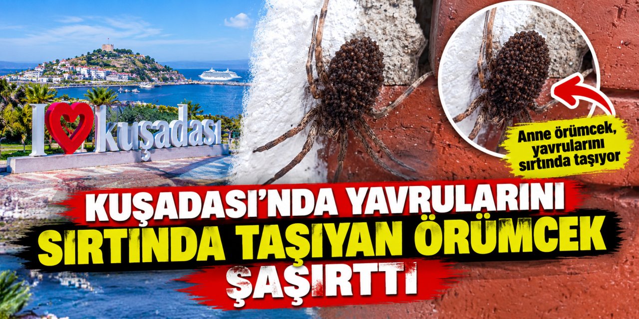 Kuşadası’nda yavrularını sırtında taşıyan örümcek şaşırttı