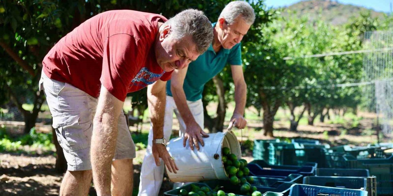 Bodrum’da 104 üreticiden 62,5 ton yeşil mandalin alındı