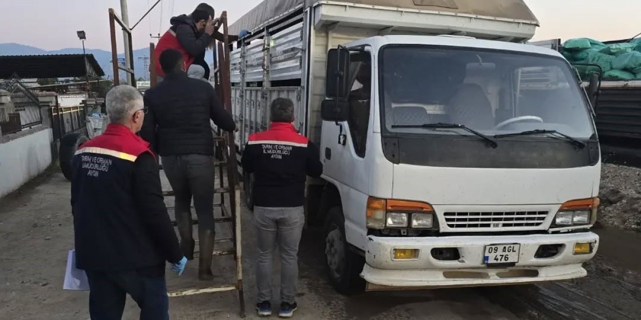 Aydın’da hayvan pazarında sıkı denetim