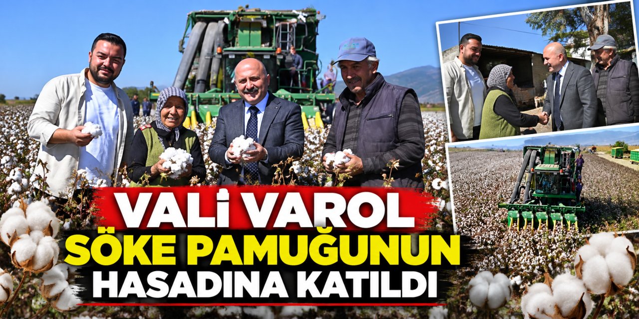Vali Varol Söke pamuğunun hasadına katıldı