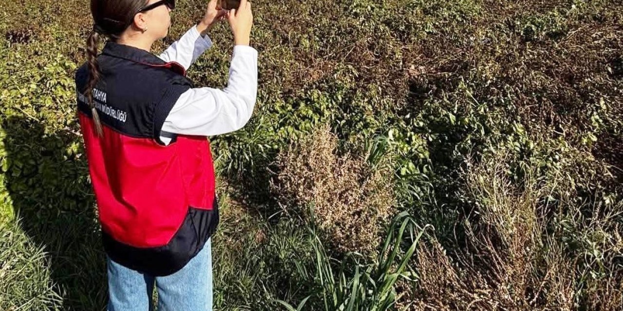 Altıntaş’ta referans parsel ve yem bitkileri kontrolleri yapıldı