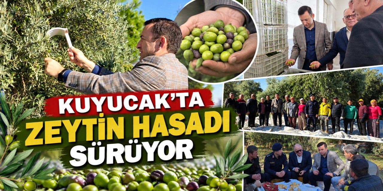Kuyucak’ta zeytin hasadı sürüyor