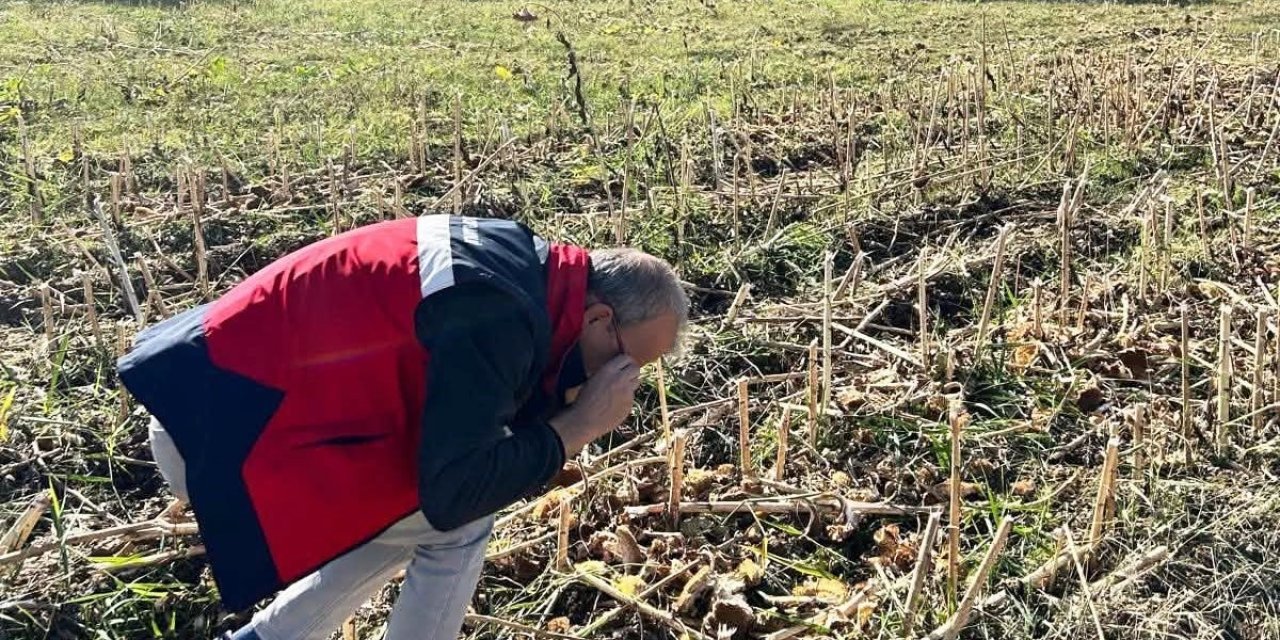 Simav’da ayçiçeği tarlalarında hasat kontrolleri yapıldı
