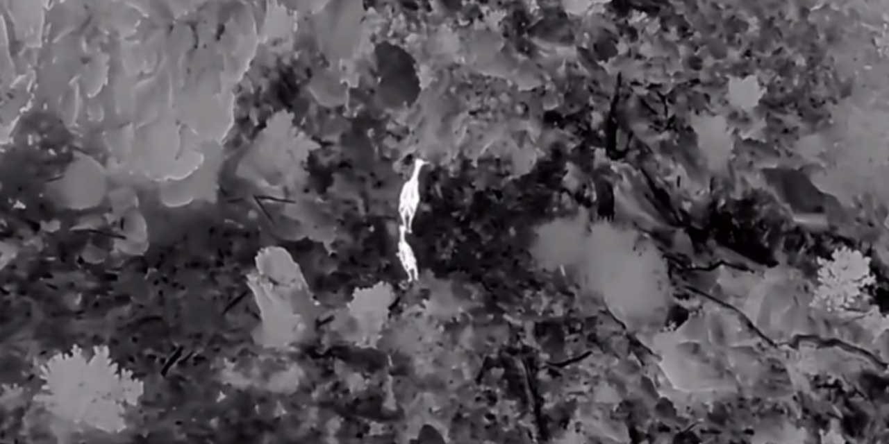 Akdağ’da kızıl geyikler termal dronla görüntülendi