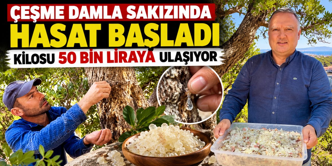 Çeşme damla sakızında hasat başladı: Kilosu 50 bin liraya ulaşıyor