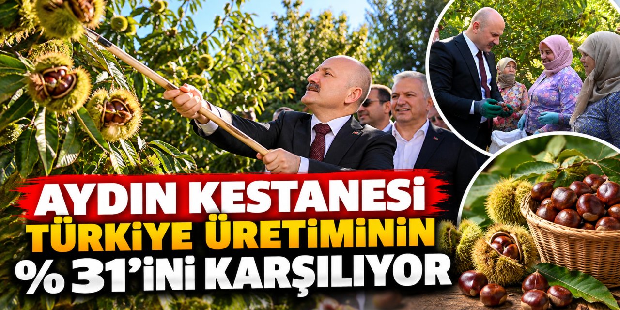 Aydın kestanesi Türkiye üretiminin yüzde 31’ini karşılıyor