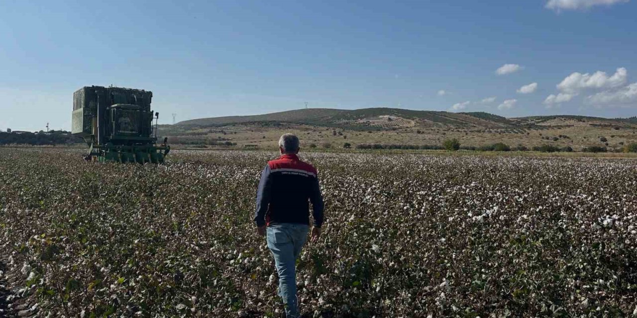 Aliağa’da beyaz altın hasadı başladı