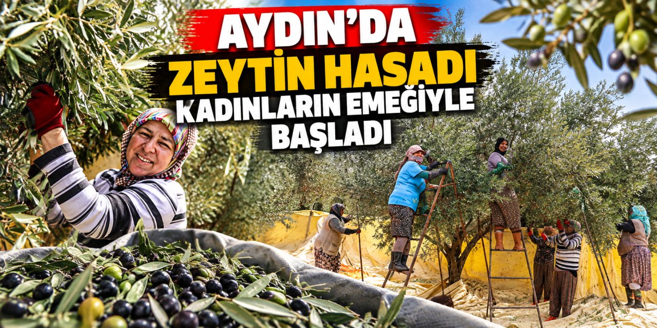 Aydın’da zeytin hasadı kadınların emeğiyle başladı