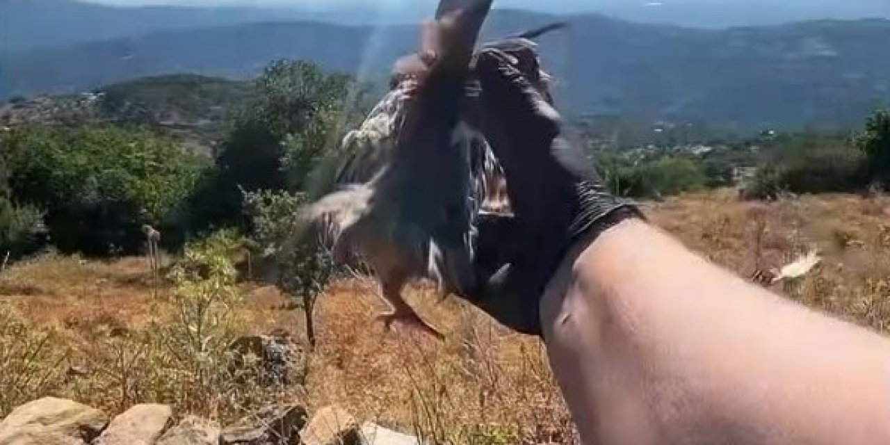 Aydın’da doğal yaşam alanlarına kınalı keklik salımı yapıldı