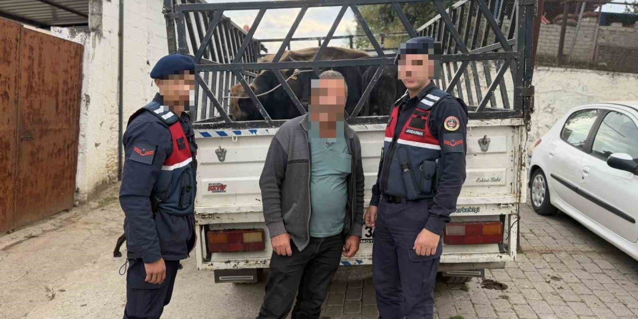 Koçarlı’da çaldığı büyükbaş hayvanları satan şüpheli tutuklandı