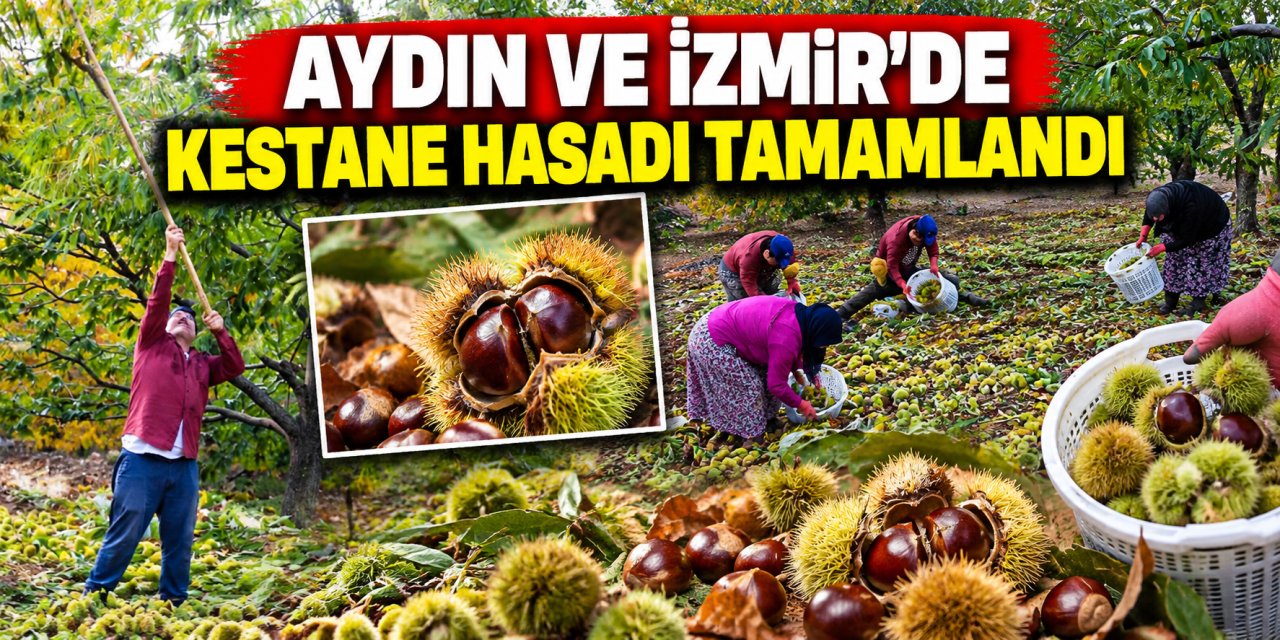 Aydın ve İzmir’de kestane hasadı tamamlandı