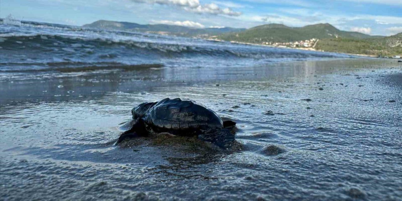 Aydın’da Caretta carettaların yavru çıkışları tamamlandı