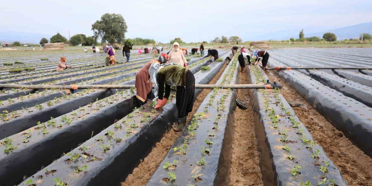 Aydın’da çilek üreticisi yeni sezon dikimlerine başladı