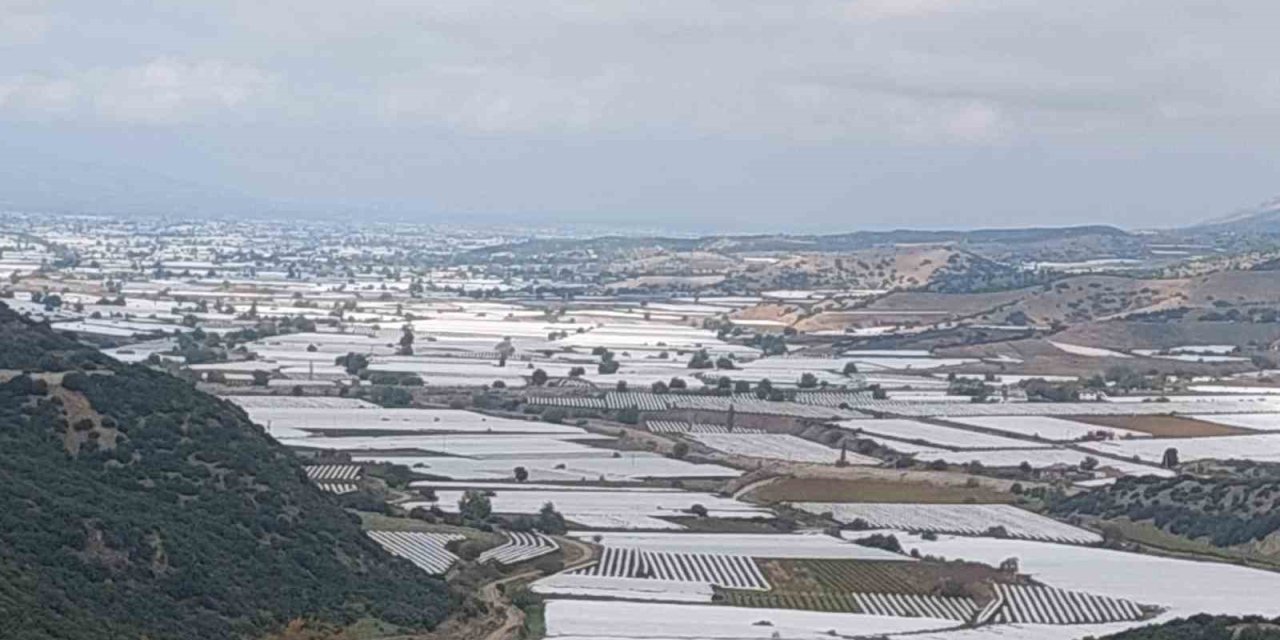 Sarıgöl’de binlerce ton üzüm örtü altında bekliyor