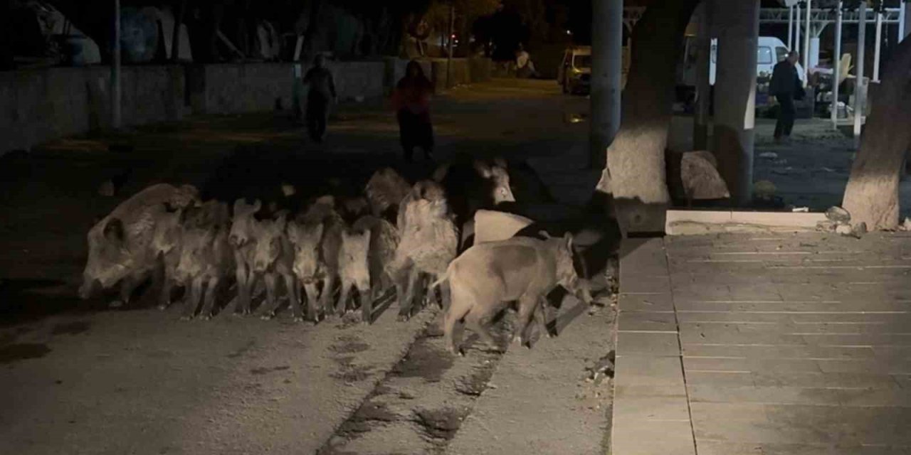 Bodrum’da domuz sürüsü mahalleye indi