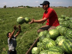Karpuzda Hasat Başladı