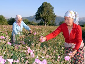 Gülde Hasat Zamanı