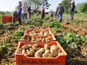 Patates Fiyatları Yeniden Yükselişe Geçti