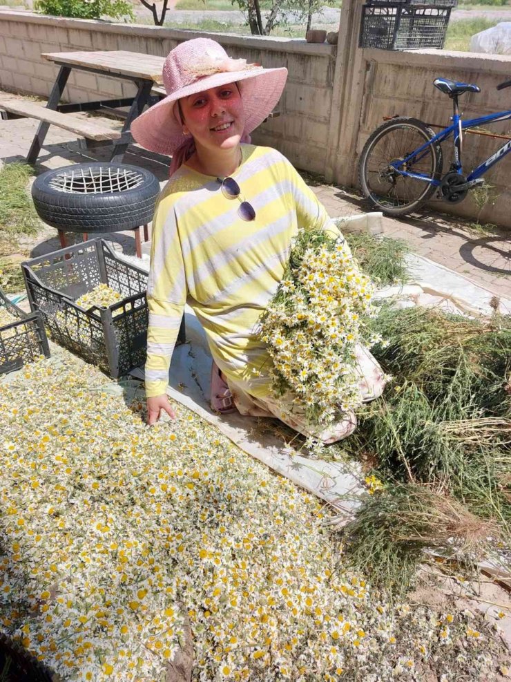 Şifa deposu Mayıs papatyasında hasat zamanı