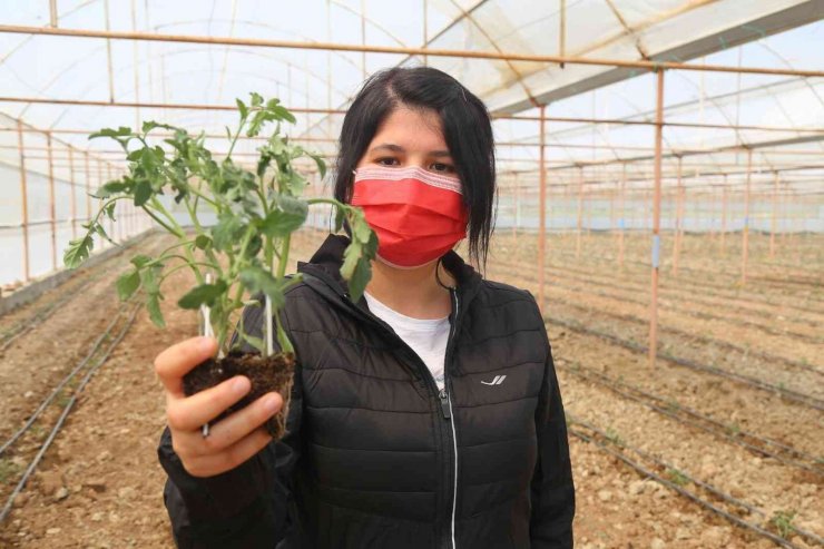 8 milyon domates fidesi toprakla buluşuyor