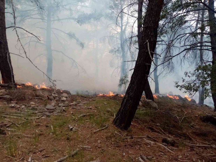 İzmir’in iki ilçesindeki orman yangını da kontrol altına alındı