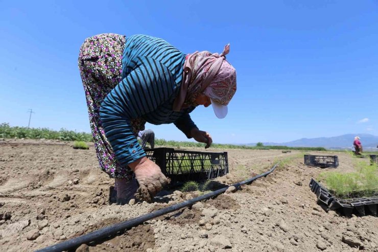 Efeler’in yetiştirdiği tarım ürünlerine Kuşkonmaz eklendi
