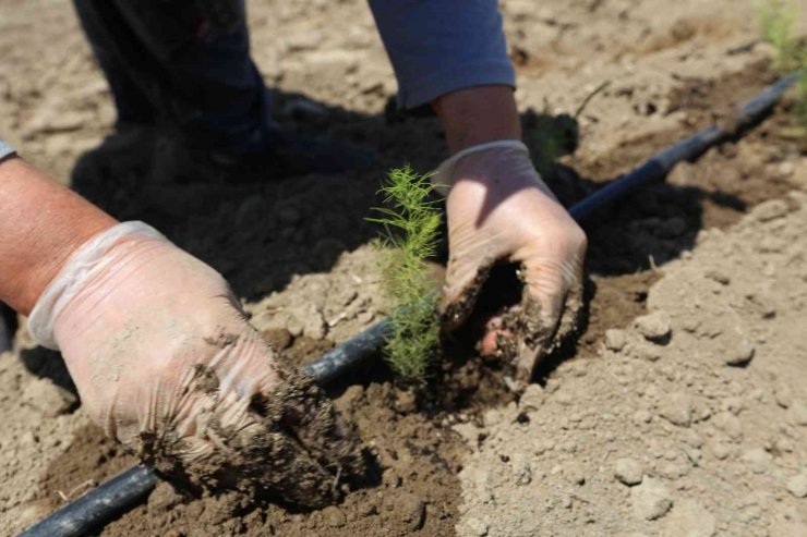 Efeler’in yetiştirdiği tarım ürünlerine Kuşkonmaz eklendi