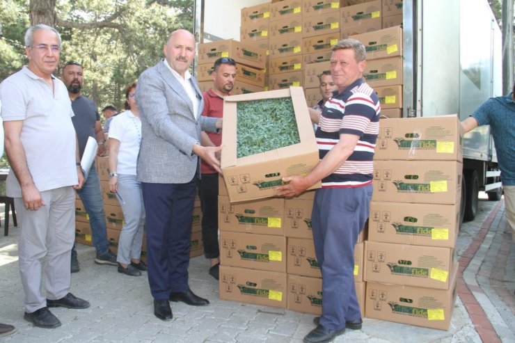 Kuyucak’ta üreticilere binlerce domates fidesi dağıtıldı