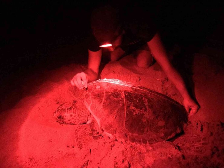 Kaplumbağalar rahat üresin diye dünyaca ünlü kumsallara kısıtlama getirildi