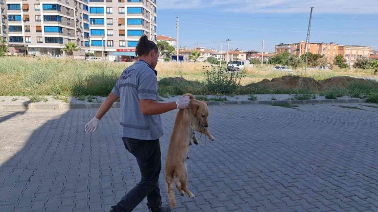 İzmir’de zehirlenen kedi ve köpekler telef oldu