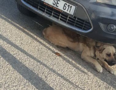 Otomobilin altına sıkışan köpeği itfaiye kurtardı