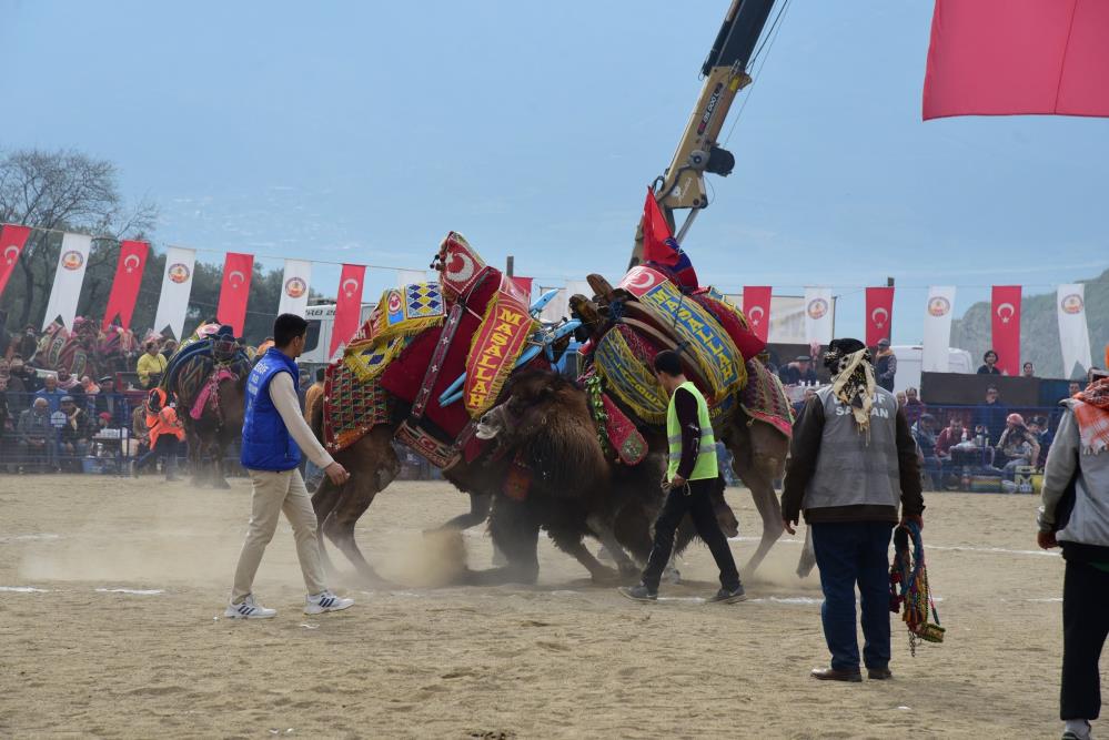 kuyucak-deve-guresi-6.jpg