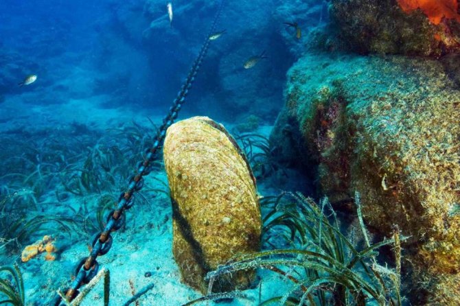 Akdeniz ve Ege’de büyük tehlike