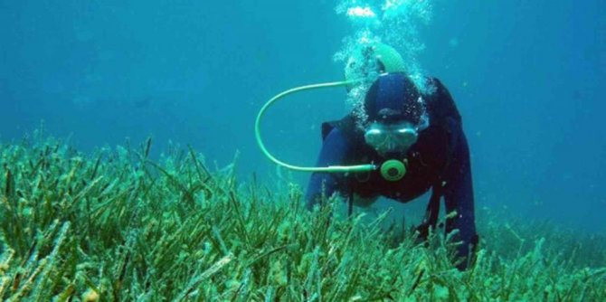 Akdeniz ve Ege’de büyük tehlike