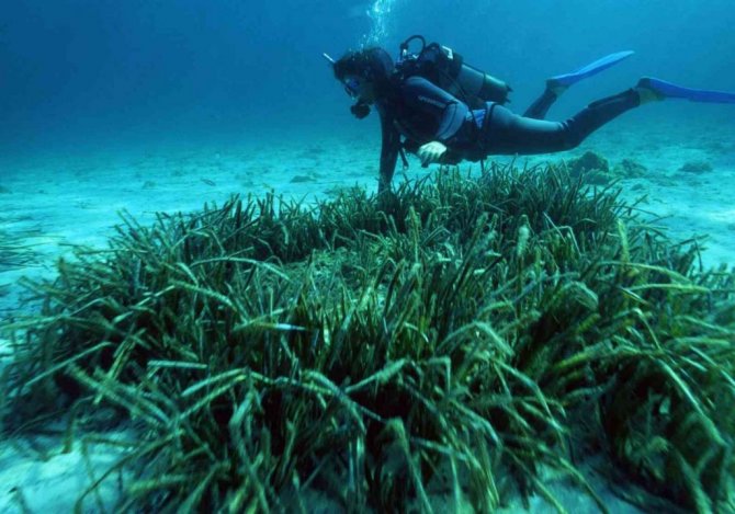 Akdeniz ve Ege’de büyük tehlike
