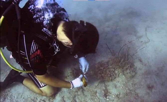 Akdeniz ve Ege’de büyük tehlike