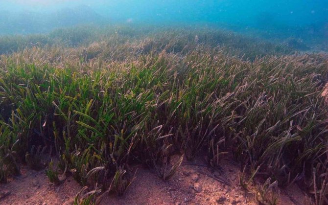 Akdeniz ve Ege’de büyük tehlike