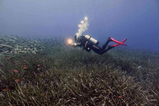 Akdeniz ve Ege’de büyük tehlike
