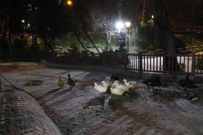 Ankara’nın simgelerinden Kuğulu Park buz tuttu