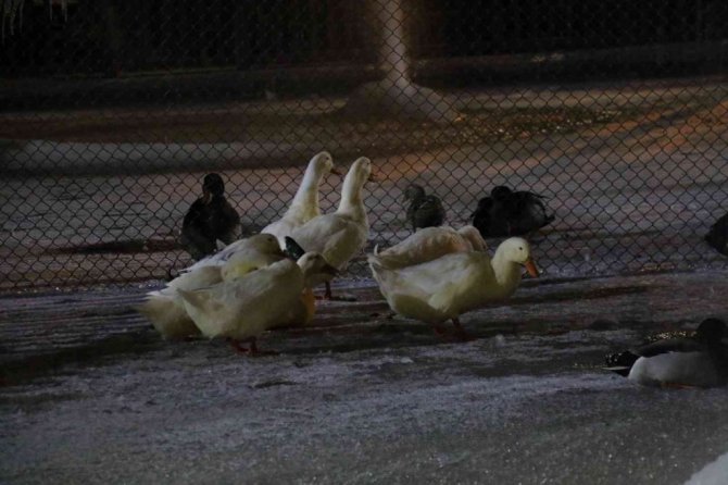 Ankara’nın simgelerinden Kuğulu Park buz tuttu